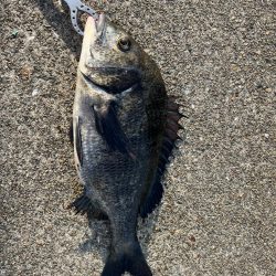 ガシラ、チヌ、セイゴ好調です！