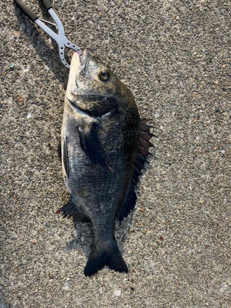 ガシラ、チヌ、セイゴ好調です！