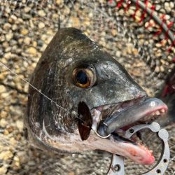 エビ撒き 活性高いです