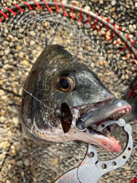 エビ撒き 活性高いです