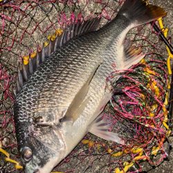 ヘチってきました