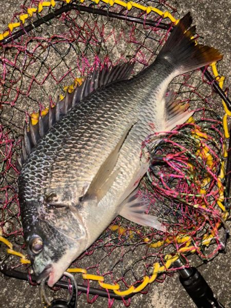 ヘチってきました