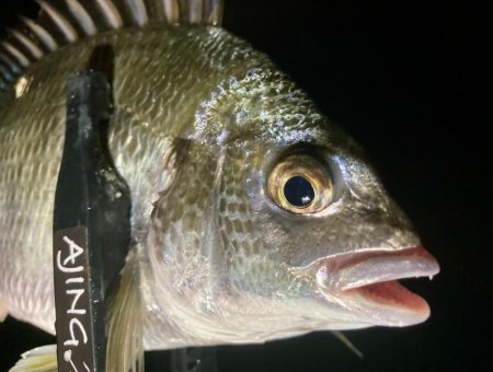 なんとかギリギリ中サイズ🐟