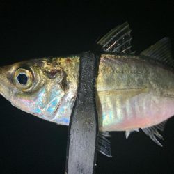 えッ! キスおった‼︎