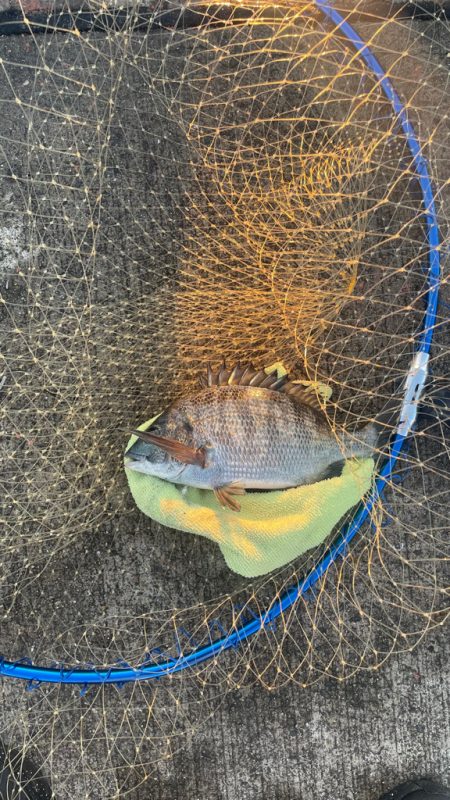 いつもの潮の激流がない