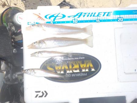 原点回帰、オカッパリ投げキス釣行〜栗田湾〜…