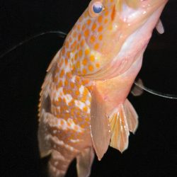 サイズアップライトワインド