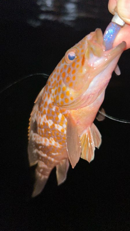 サイズアップライトワインド