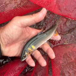 安曇川　朽木地区