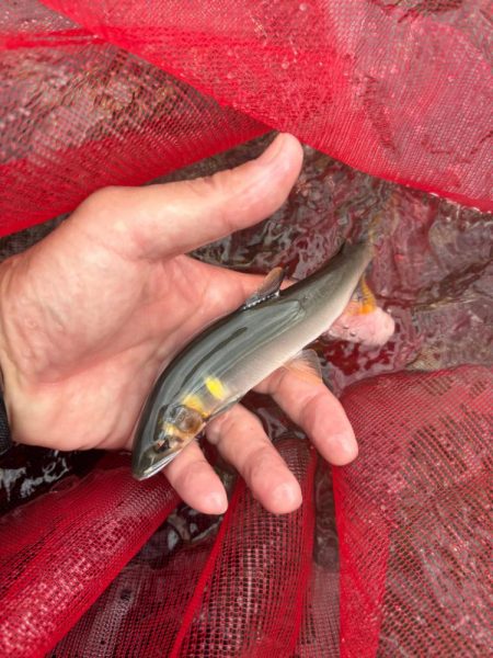 安曇川　朽木地区