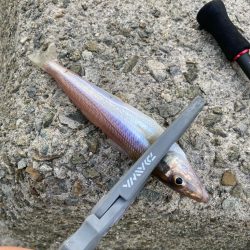 灼熱のキス釣り