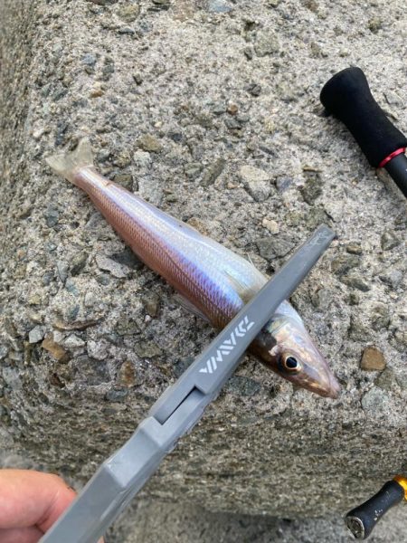 灼熱のキス釣り