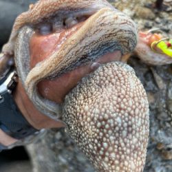 オクトパッシング15