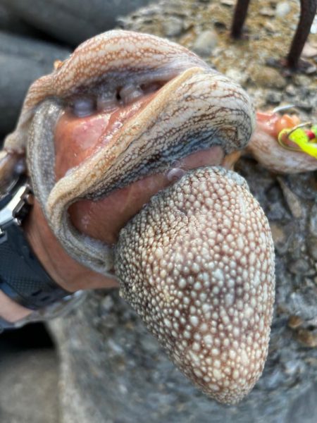 オクトパッシング15