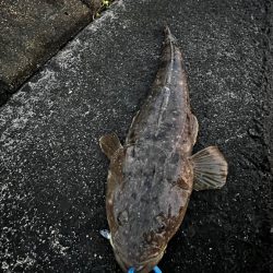 水温高い日はマゴチ率高い？