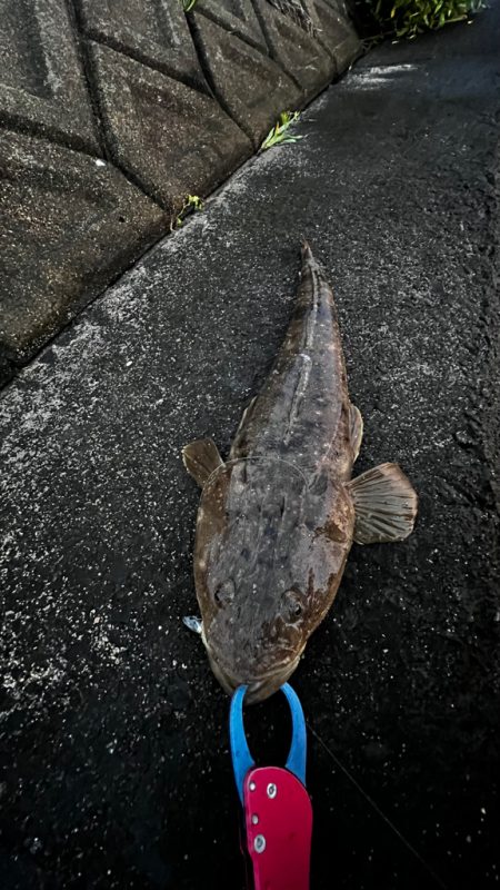 水温高い日はマゴチ率高い？