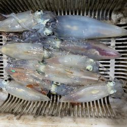 日本海イカメタル