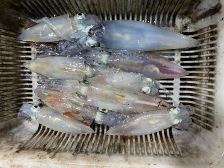 日本海イカメタル