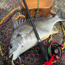 ヘチってきました