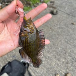 小浜ライトロック