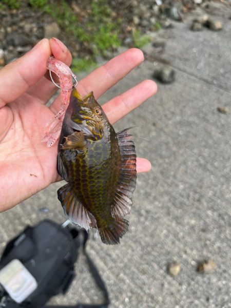 小浜ライトロック