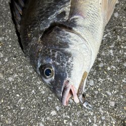 苦潮?ライトワインド