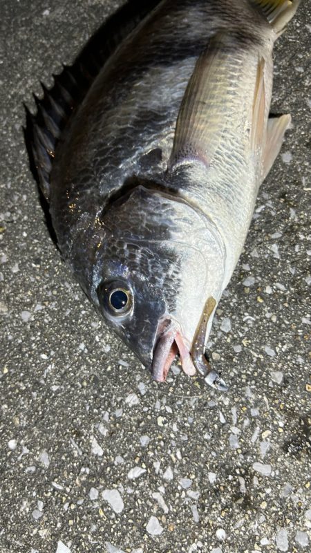 苦潮?ライトワインド