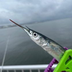 サヨリいてましたよー。