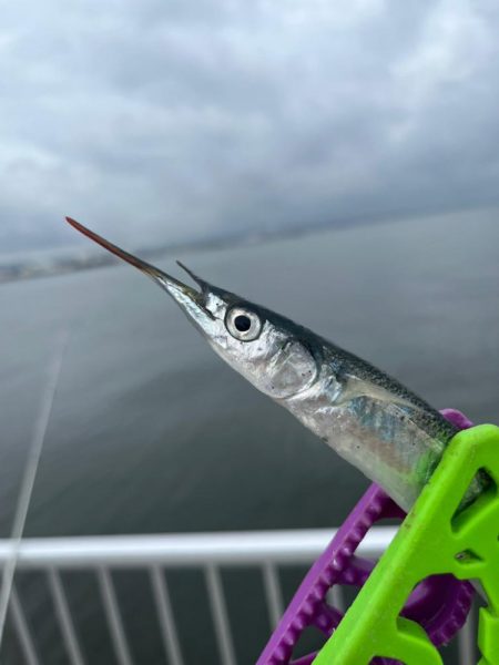 サヨリいてましたよー。