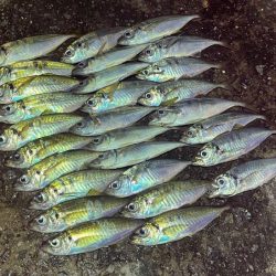 一晩中無限アジング