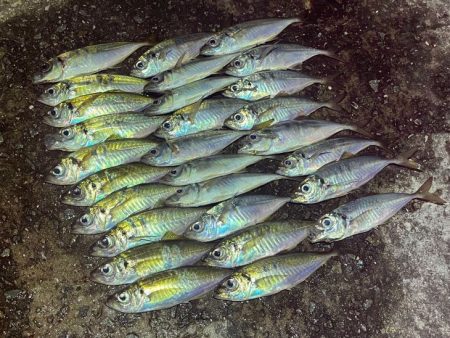 一晩中無限アジング