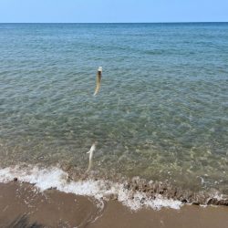 鳥取でキス釣り！今キスが釣れるポイントはここです！！