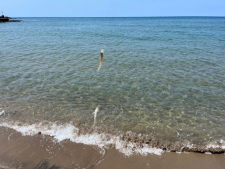 鳥取でキス釣り！今キスが釣れるポイントはここです！！