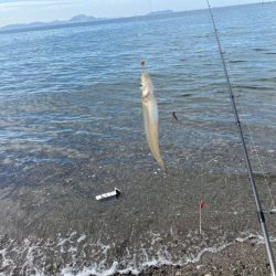 赤穂周辺でキス釣り｜序盤はサイズ良かったが次第にピンギス