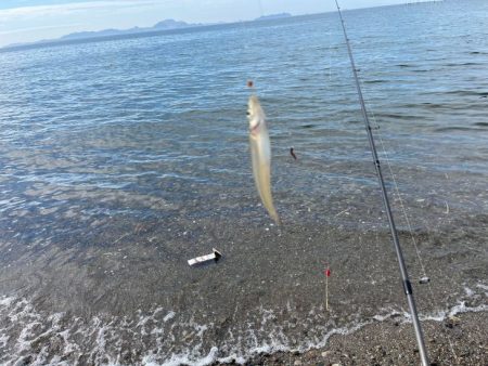 赤穂周辺でキス釣り｜序盤はサイズ良かったが次第にピンギス