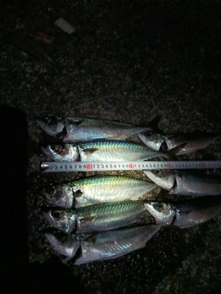 午前0時半からの大サバ釣り