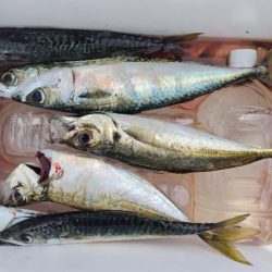 初めての朝マズメ