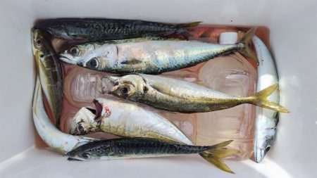 初めての朝マズメ