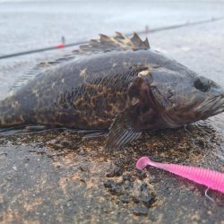 ロックフィッシュ釣行