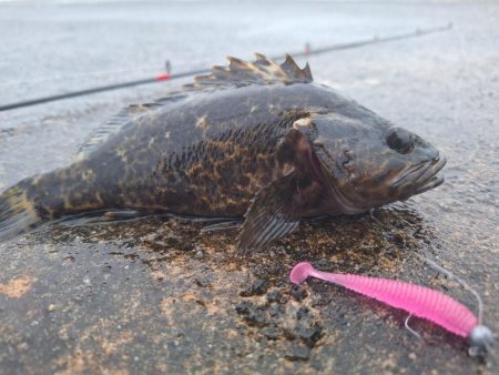 ロックフィッシュ釣行