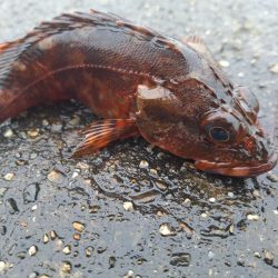 ロックフィッシュ釣行