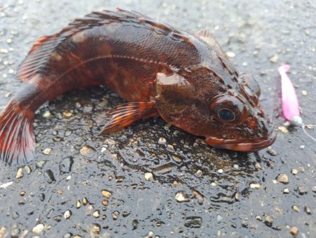 ロックフィッシュ釣行