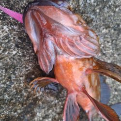 ロックフィッシュ釣行