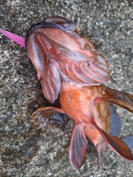 ロックフィッシュ釣行