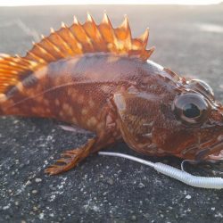 ロックフィッシュ釣行