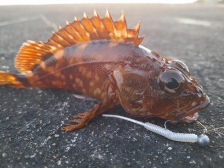 ロックフィッシュ釣行
