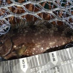 小グレちゃんと良型アイゴ、ヒラスズキ他