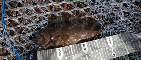 小グレちゃんと良型アイゴ、ヒラスズキ他