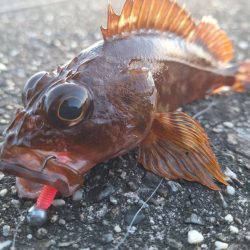 ロックフィッシュ釣行