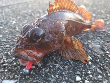 ロックフィッシュ釣行